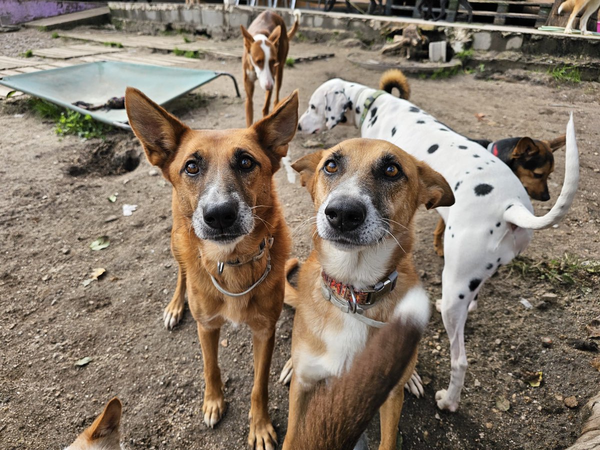 planetazarpa's tweet photo. #Drako es el más reveldillo,no le gustan las fotos😅
En lo que más se parecen los 3 hermanos es en la necesidad urgente de encontrar hogares para seguir ganando confianza y ser realmente ellos,perros maravillosos dispuestos a dar muuuuucho amor peludo del bueno.
#UnhogarparaDrako https://t.co/XOm1U0bX0r