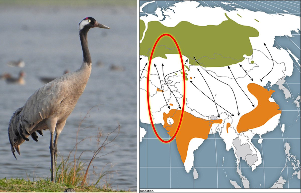 1/6 #BOUsci23 #BREAK5 The fine-scale migration patterns of Common Crane wintering in India is not well studied. We aimed to identify migratory patterns, migratory timings and major stop-over areas for the species along the Central Asian Flyway. @wii_india @sureshwii