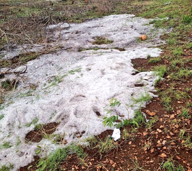 After a hail storm has passed: Evaluate damage. Walk the field to assess the damage, taking pictures of any damage. Remove plants that do not have enough time to recover. Fertilize the crop if you feel it still has life and apply fungicide. File a claim #mudumenwemari