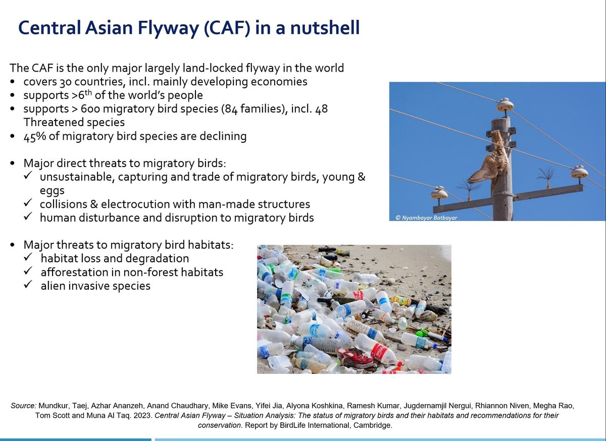 TaejMundkur's tweet photo. 2/8 #BOUsci23 #SESH8
What is the #CentralAsianFlyway
Spans 30 countries, >600 species of #birdsofprey, #waterbirds, #landbird & #seabirds
45% species in decline
Address challenge to balance human development & populations with #species & #habitat #conservation
@BirdLife_News https://t.co/pk86gOYgop