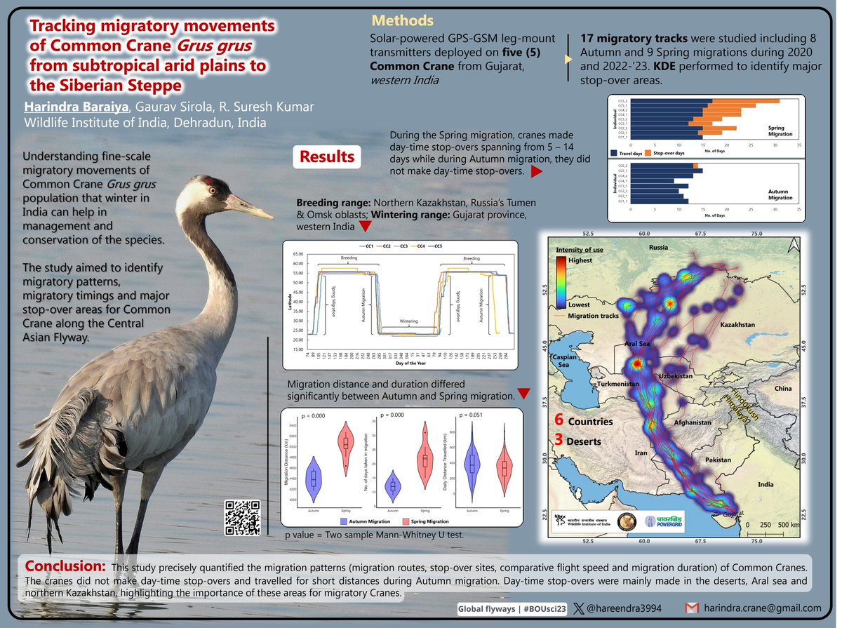 6/6 #BOUsci23 #BREAK5
The study quantified Common Crane migration, revealing faster autumn journeys without day-time stopovers and shorter routes. Day-time stopovers occurred in deserts, the Aral Sea, and northern Kazakhstan, underscoring their significance for the cranes.