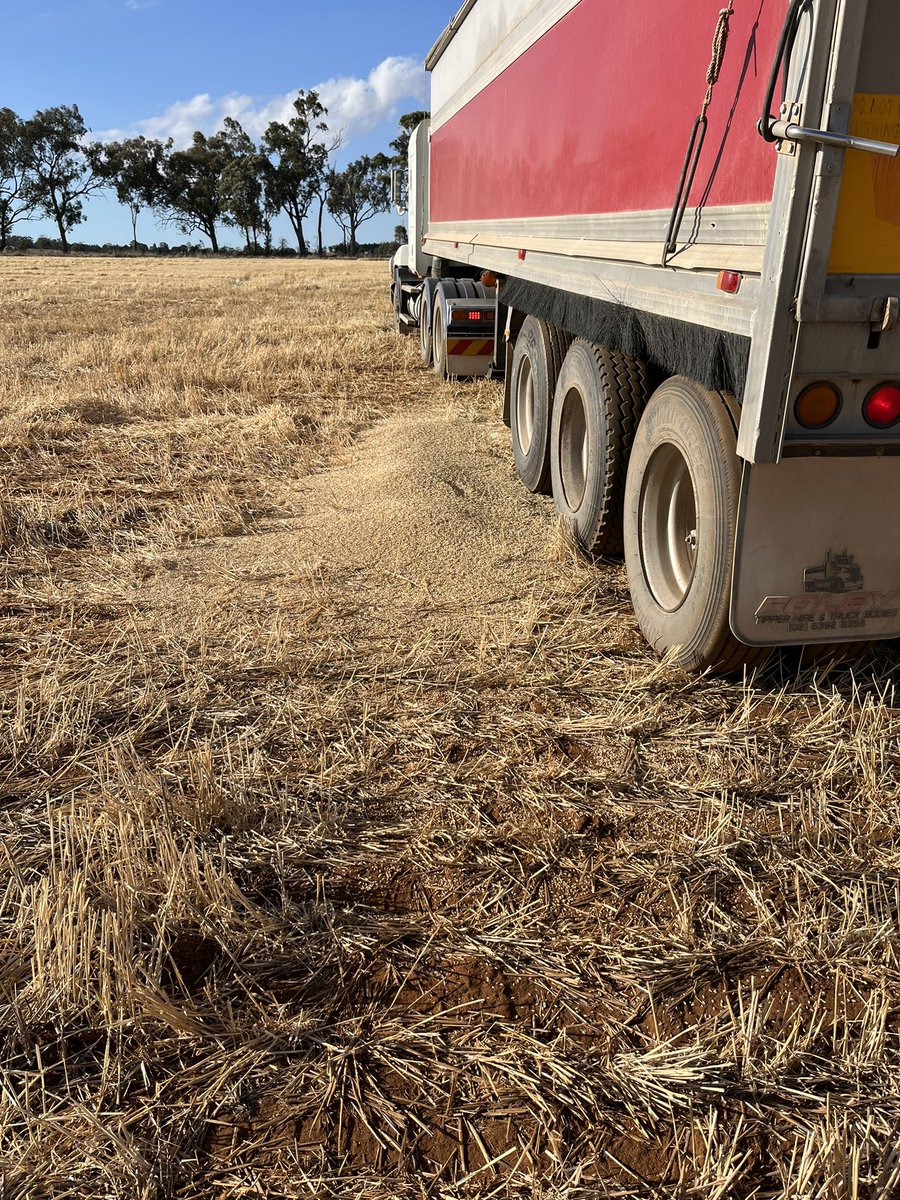 @gsandral @BolteRoger @bogandillan @theGRDC @GRDCNorth @brill_ag @MudgeBarry @agrobaz @rebetzke_0 @grassrootsag @RiverinePlains This is Maurie, don’t be a Maurie and miss the truck either as this provides a massive feed lot for mice as well