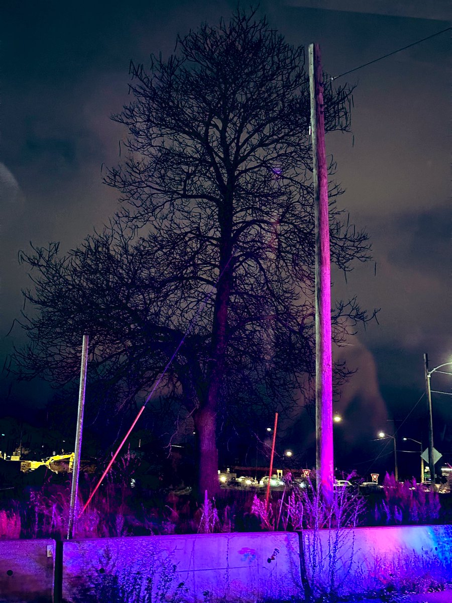 meappie's tweet photo. the storm hits the lonely tree more strongly #winterdays #gettingdarker https://t.co/rD3tk1LuZ2