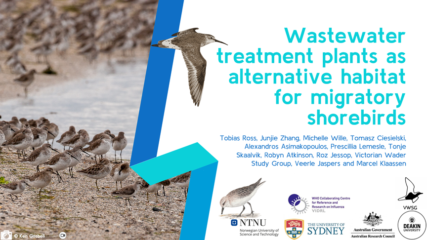tobyaross's tweet photo. 1/6 #BOUsci23 #SESH8
Habitat loss threatens migratory #shorebirds of the East Asian-Australasian Flyway, which now often inhabit wastewater ponds. Are these ideal habitats for the #birds, or are they a health risk to already declining species? #ornithology https://t.co/YluOdyYMpj