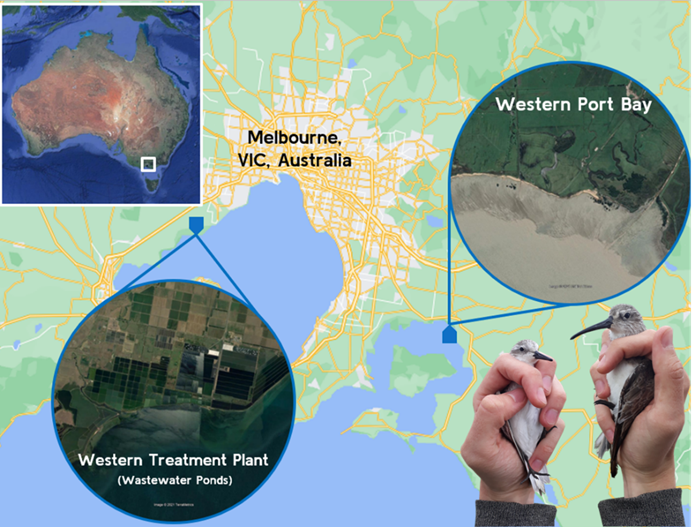 tobyaross's tweet photo. 2/6 #BOUsci23 #SESH8
We analysed #PFASs, #heavymetals and other elements in blood of two shorebird species (red-necked stint and curlew sandpiper) at two locations in Australia, and compared these with #oxidativestress, #avianinfluenza and population survival over ~40 years. https://t.co/KnQPEoahGJ