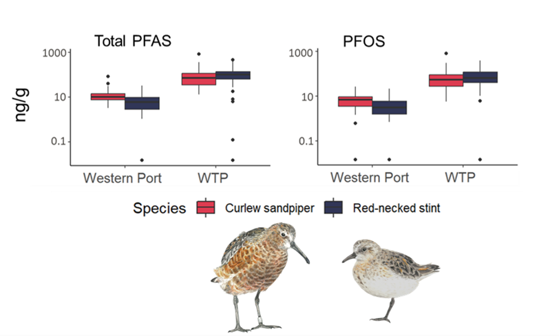 tobyaross's tweet photo. 3/6 #BOUsci23 #SESH8
Birds inhabiting wastewater ponds had higher total PFASs and Hg than birds in natural wetlands, which had higher Se and Co. No other differences were found in pollutants or oxidative stress biomarkers, and concentrations were generally low. https://t.co/qoPnElxlwP