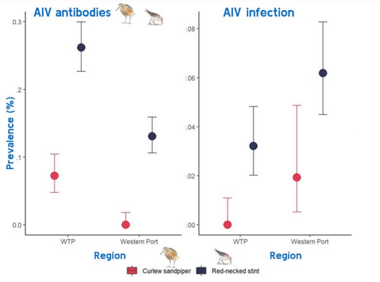 tobyaross's tweet photo. 4/6 #BOUsci23 #SESH8
#avianinfluenza antibodies were more frequent in wastewater birds, which was expected. Surprisingly, active infections were higher in birds in the natural wetland. Why this was the case, we are not yet sure. https://t.co/joyKVfN3bQ