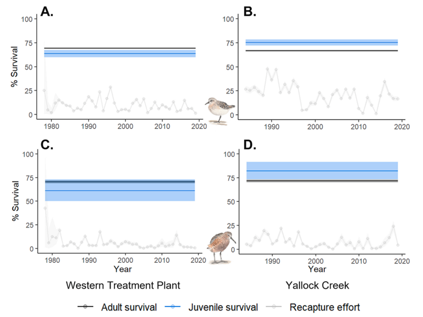 tobyaross's tweet photo. 5/6 #BOUsci23 #SESH8
No significant differences in average adult local survival between habitats, but average juvenile local survival was lower at the wastewater ponds for both species. This could be due to mortality or emigration to other habitats. https://t.co/eRqSASnLO1
