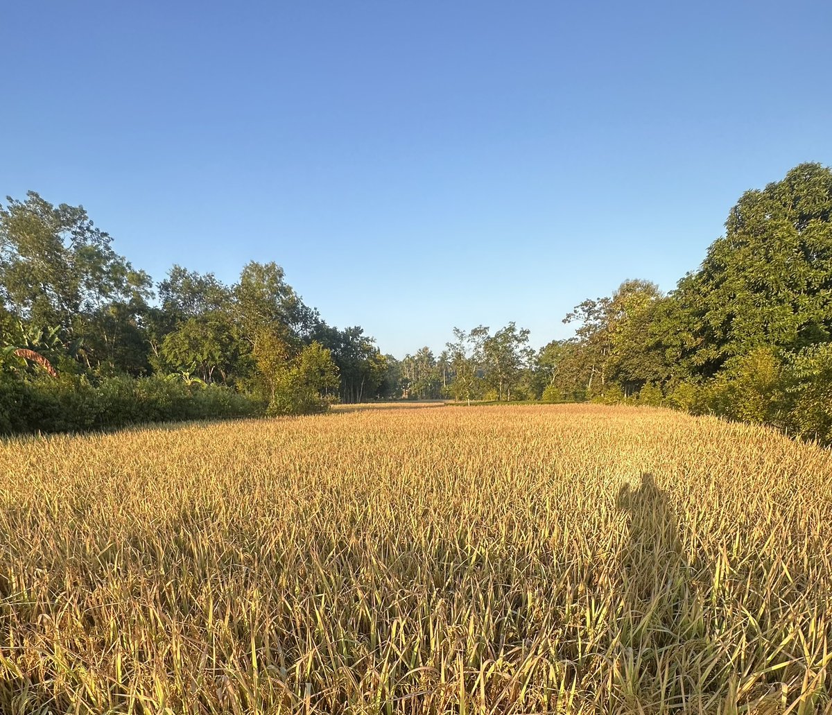 Mrinal_MLA's tweet image. First Rays of Sunlight on the Earth…
#GoldenField 
#PaddyField 
#MorningSun