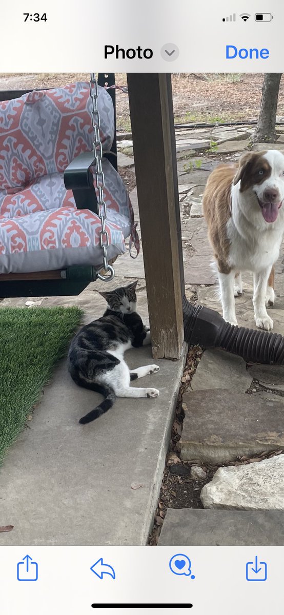 Saw the brightest falling star as I buried my awesome cat in the moon light):  God speed Socks