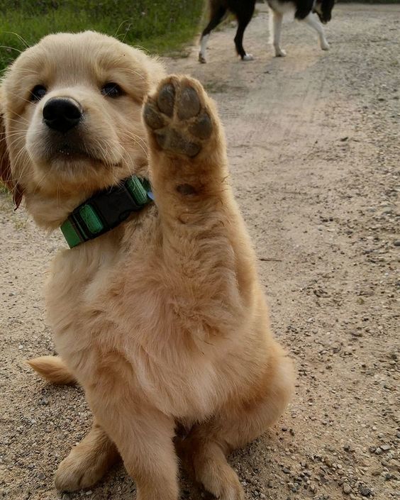 puppies_video's tweet image. Hiii five 🤗🥰