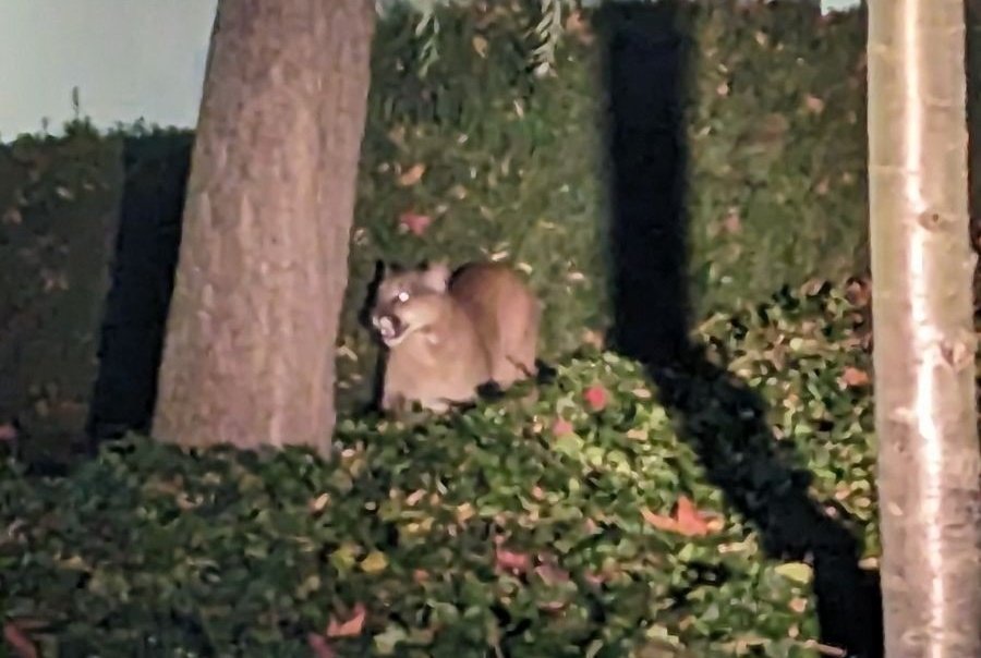 photowarrior's tweet photo. POLICE KILL 

Keep cops out of #MentalHealth and #AnimalConservation 

To a hammer, everything looks like a nail. #DeadCougar #PoliceKill #TargetForEveryGun 

Cougars are less deadly than police. #VicPD #yyj #yyjpoli https://t.co/bI0IRS5cXd