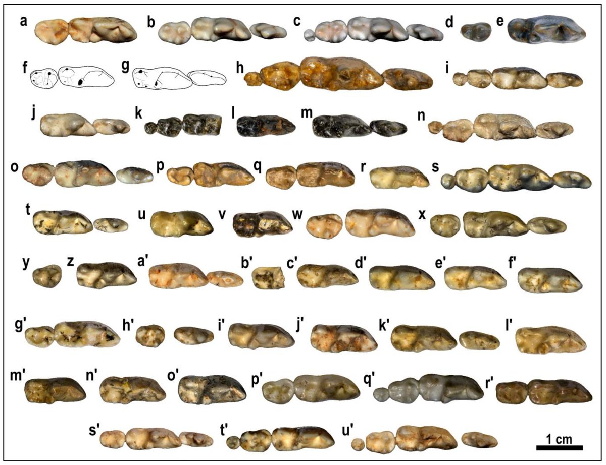 Quaternary MDPI tweet media