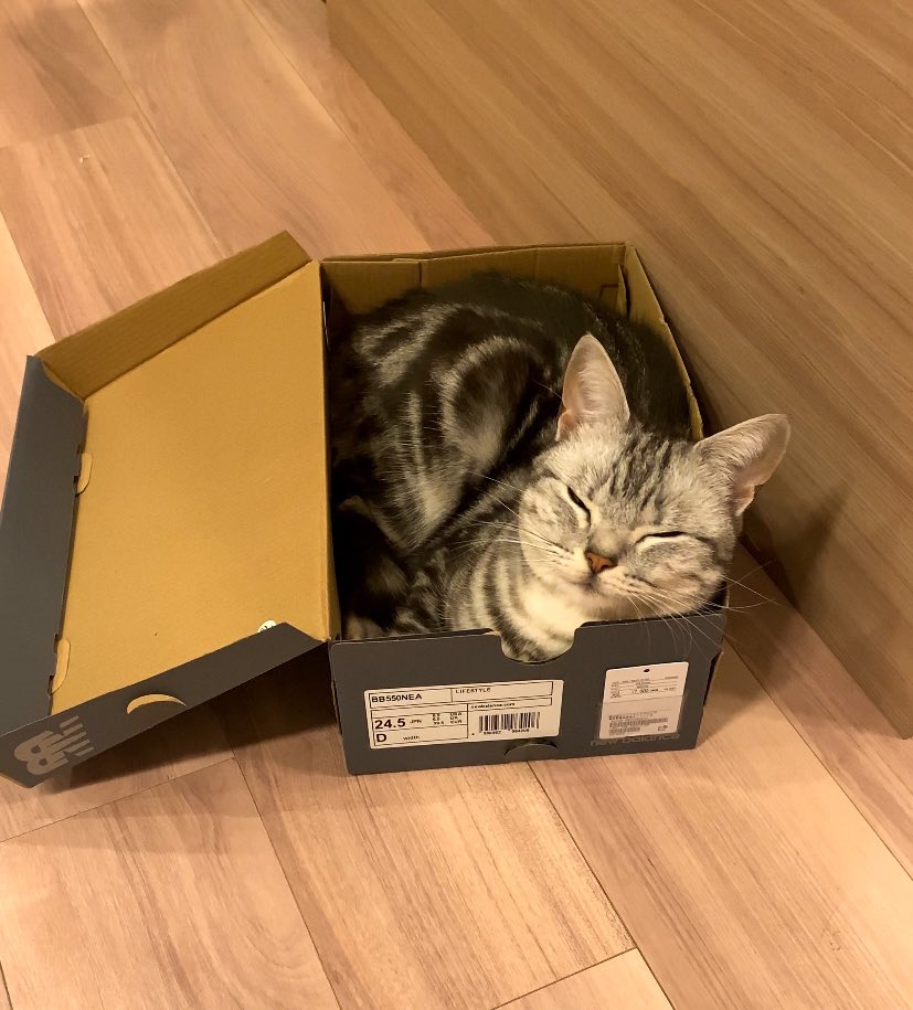 cat_anko3's tweet photo. 24.5cmの靴箱にピッタリおさまって寝た🤭 https://t.co/hyMPMGNz3F