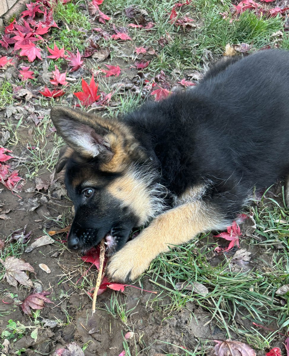 TattedBikerChik's tweet photo. "Teri, where have you been?" Well, meet 8 week old Gemma! https://t.co/qWxDvdJADg