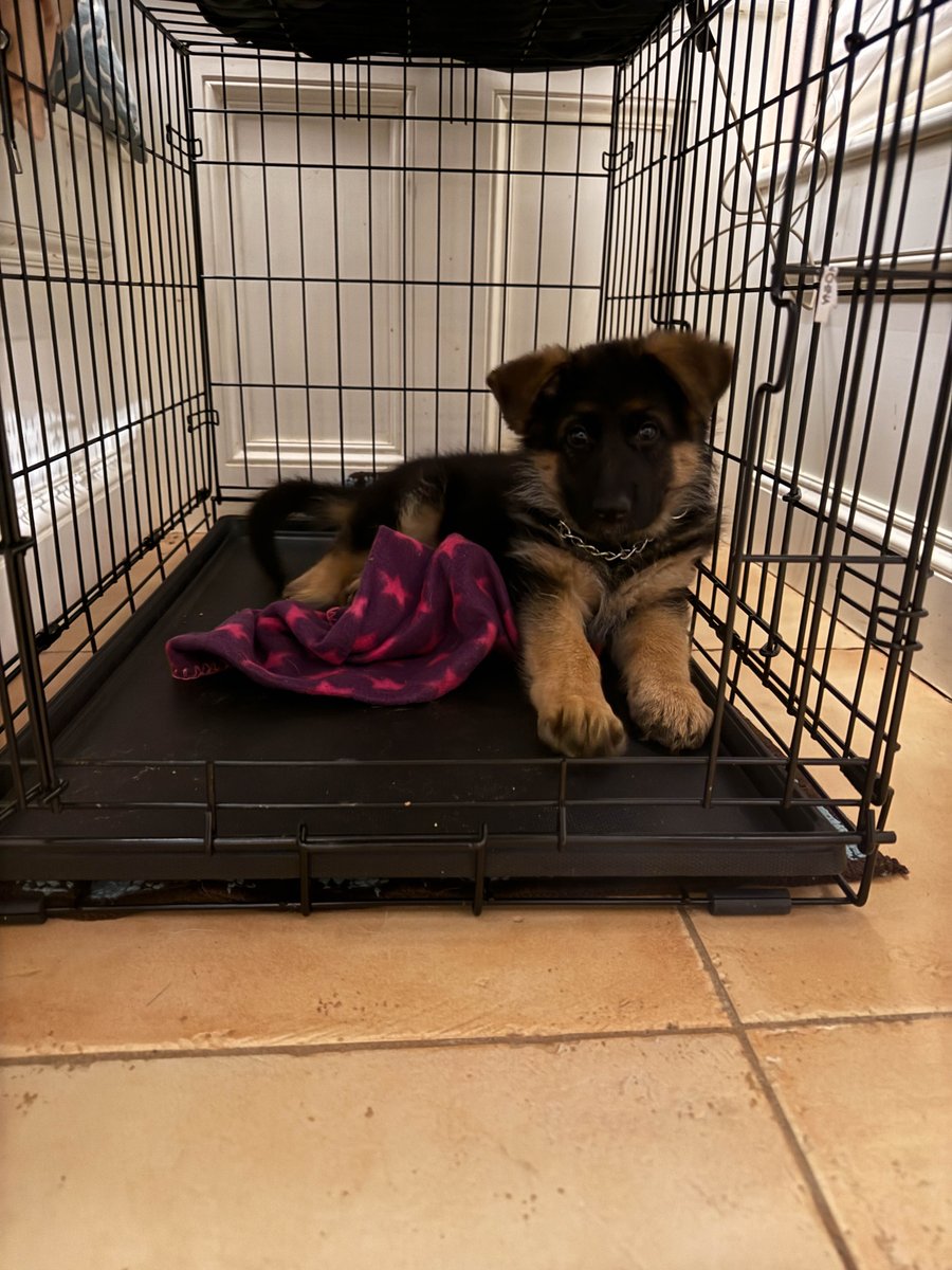 TattedBikerChik's tweet photo. "Teri, where have you been?" Well, meet 8 week old Gemma! https://t.co/qWxDvdJADg