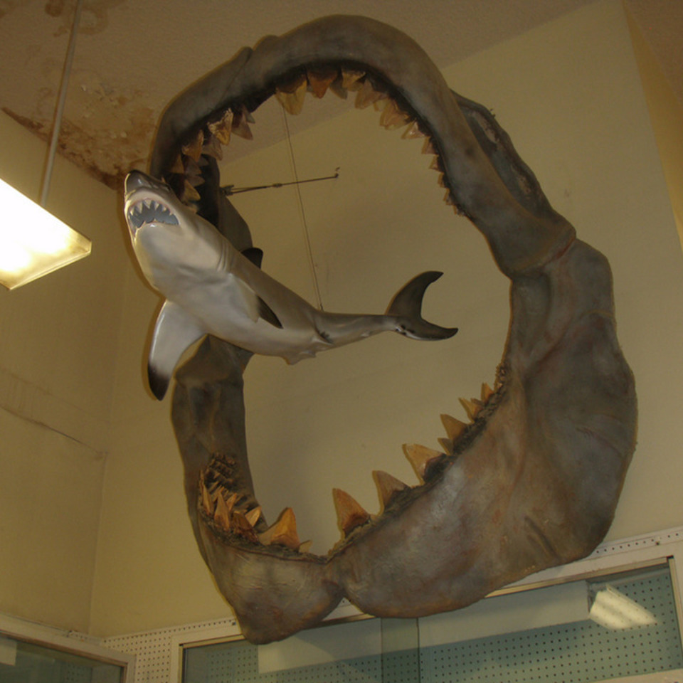semestasains's tweet photo. 1.
Perbandingan antara The Great White Shark (Carcharodon carcharias) dengan rahang Megalodon (Otodus megalodon) yang hidup pada masa 23-3,6 juta tahun yang lalu.

2.
Perbandingan antara The Great White Shark dengan Manusia. https://t.co/WVSdQQ965I