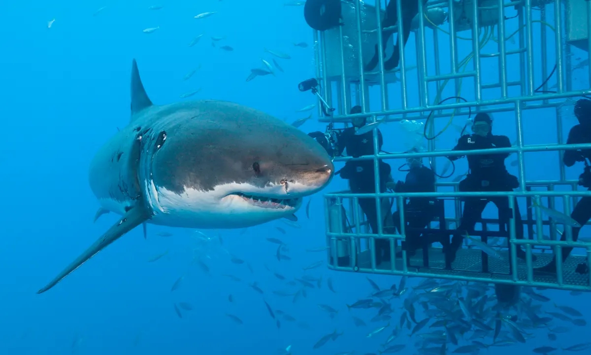 semestasains's tweet photo. 1.
Perbandingan antara The Great White Shark (Carcharodon carcharias) dengan rahang Megalodon (Otodus megalodon) yang hidup pada masa 23-3,6 juta tahun yang lalu.

2.
Perbandingan antara The Great White Shark dengan Manusia. https://t.co/WVSdQQ965I