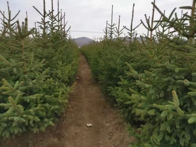 ewillette2003's tweet photo. The perfect tree is just a visit away. Come and find yours🌲! https://t.co/iPKMUecgre