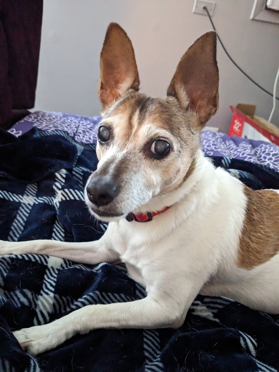 Melodic_Mane's tweet photo. I regret to inform that my baby girl Holly passed away today. Words cannot begin to express how I feel. https://t.co/Nqtw61aWF8