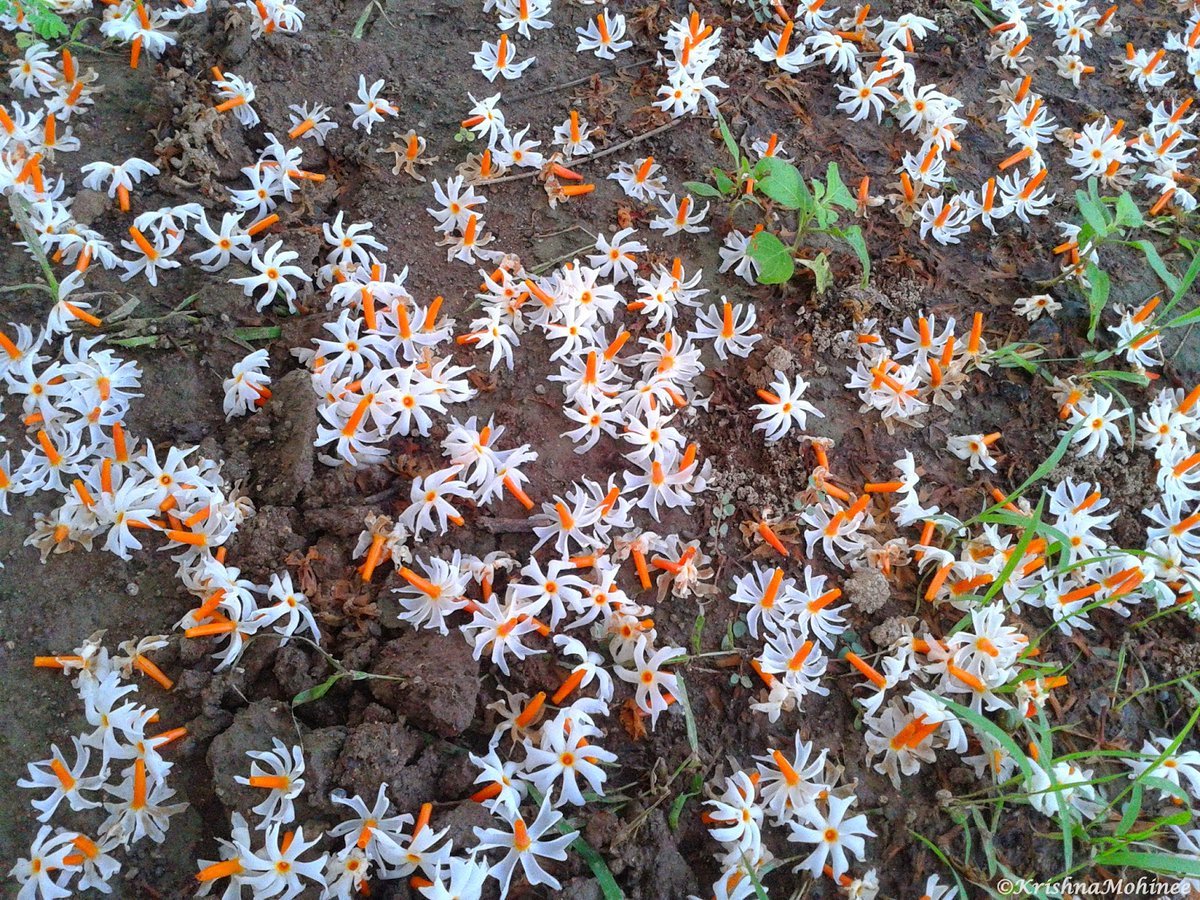 Akshara75u's tweet image. &apos;हर&apos; का &apos;सिंगार&apos; है इसलिए &apos;हरसिंगार&apos; है। धैर्य, प्रेम, मृत्यु का प्रतीक जिसे पारिजात, शेफाली अथवा शिउली भी कहा जाता है।