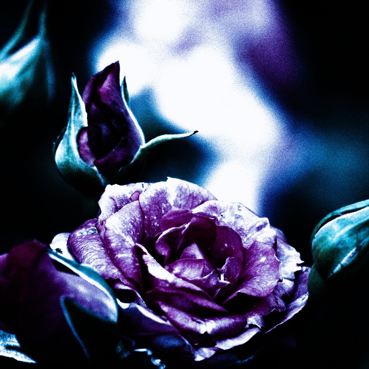 cameraShonan's tweet photo. お昼休みに失礼します。
引き続き先日撮ったバラの写真です。
秋薔薇はまだ探せば咲いている公園があります。
午後も頑張っていきましょう！

#photooftheday #photography #nature #flowerphotography #TLを花でいっぱいにしよう #写真好きな人と繋がりたい #花が好き #花が好きな人と繋がりたい https://t.co/KscgCC4qGh