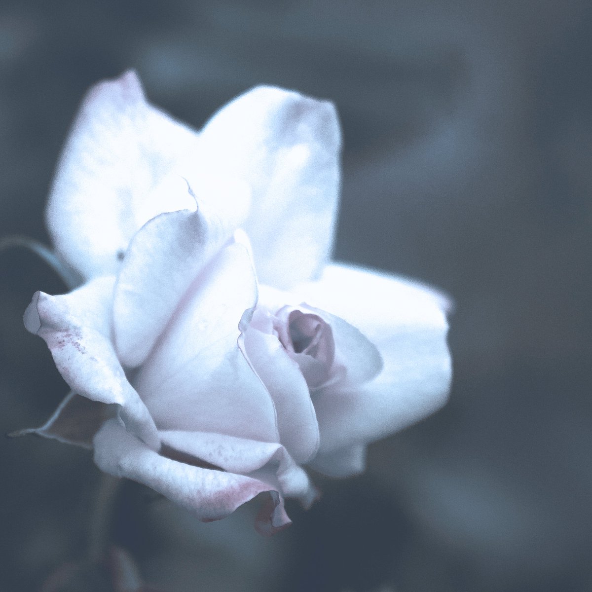 cameraShonan's tweet photo. お昼休みに失礼します。
引き続き先日撮ったバラの写真です。
秋薔薇はまだ探せば咲いている公園があります。
午後も頑張っていきましょう！

#photooftheday #photography #nature #flowerphotography #TLを花でいっぱいにしよう #写真好きな人と繋がりたい #花が好き #花が好きな人と繋がりたい https://t.co/KscgCC4qGh