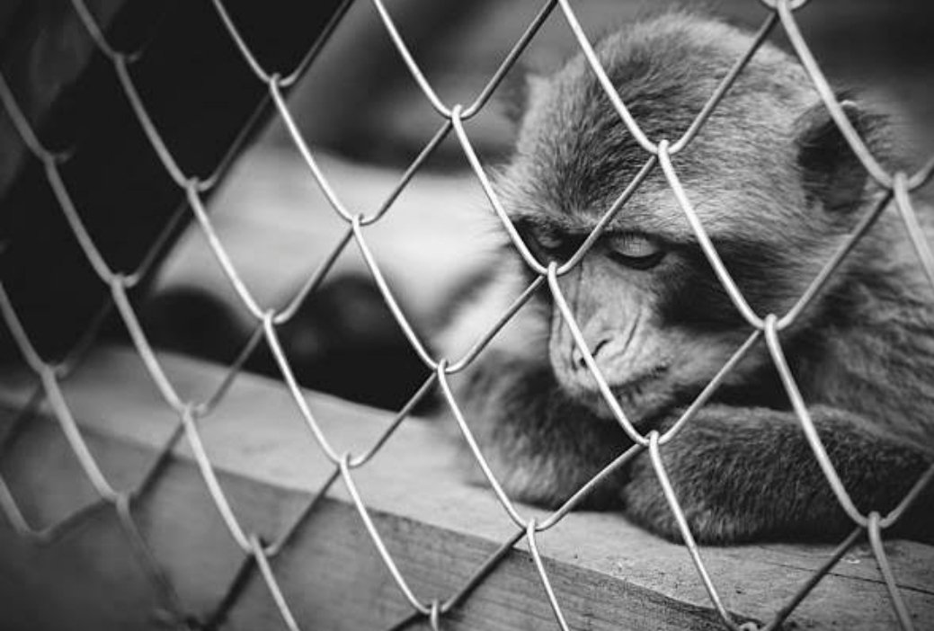 tweetxash's tweet photo. The zoo is the only place where all the prisoners are innocent https://t.co/ZxAaJLCelN