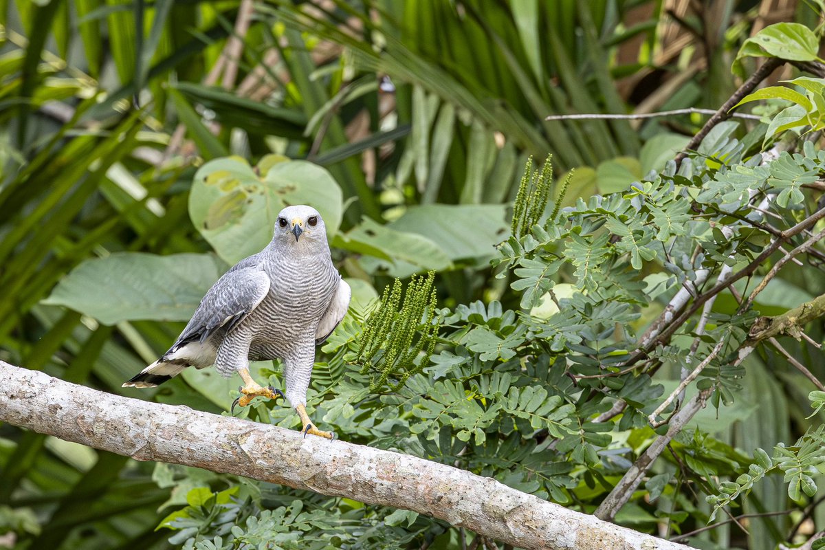 Joe Watts tweet media