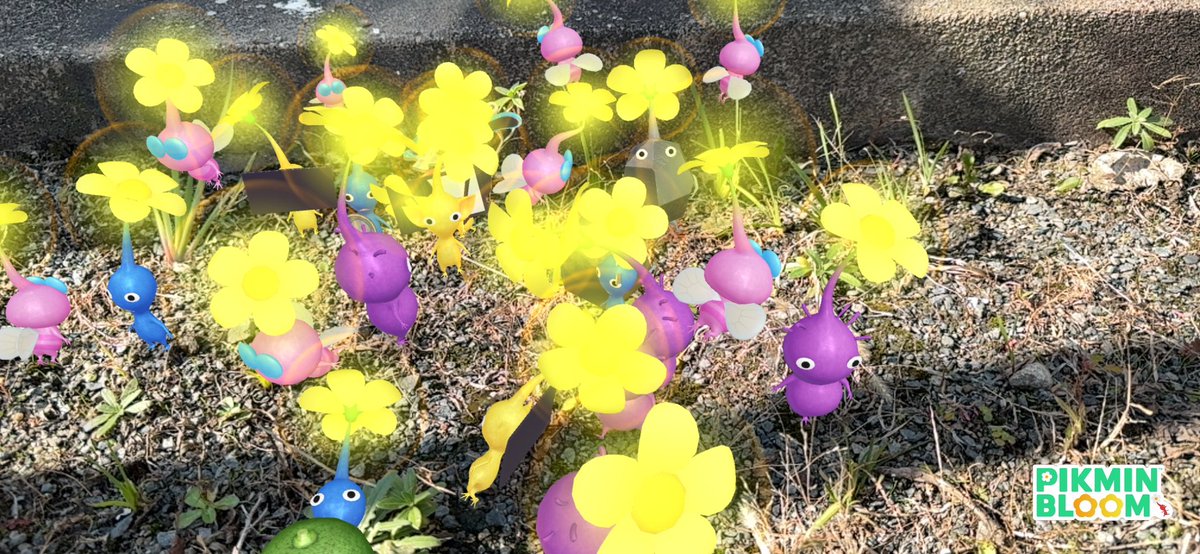 休憩中のピクミン達
#PikminBloom 
#iPhone15ProMax