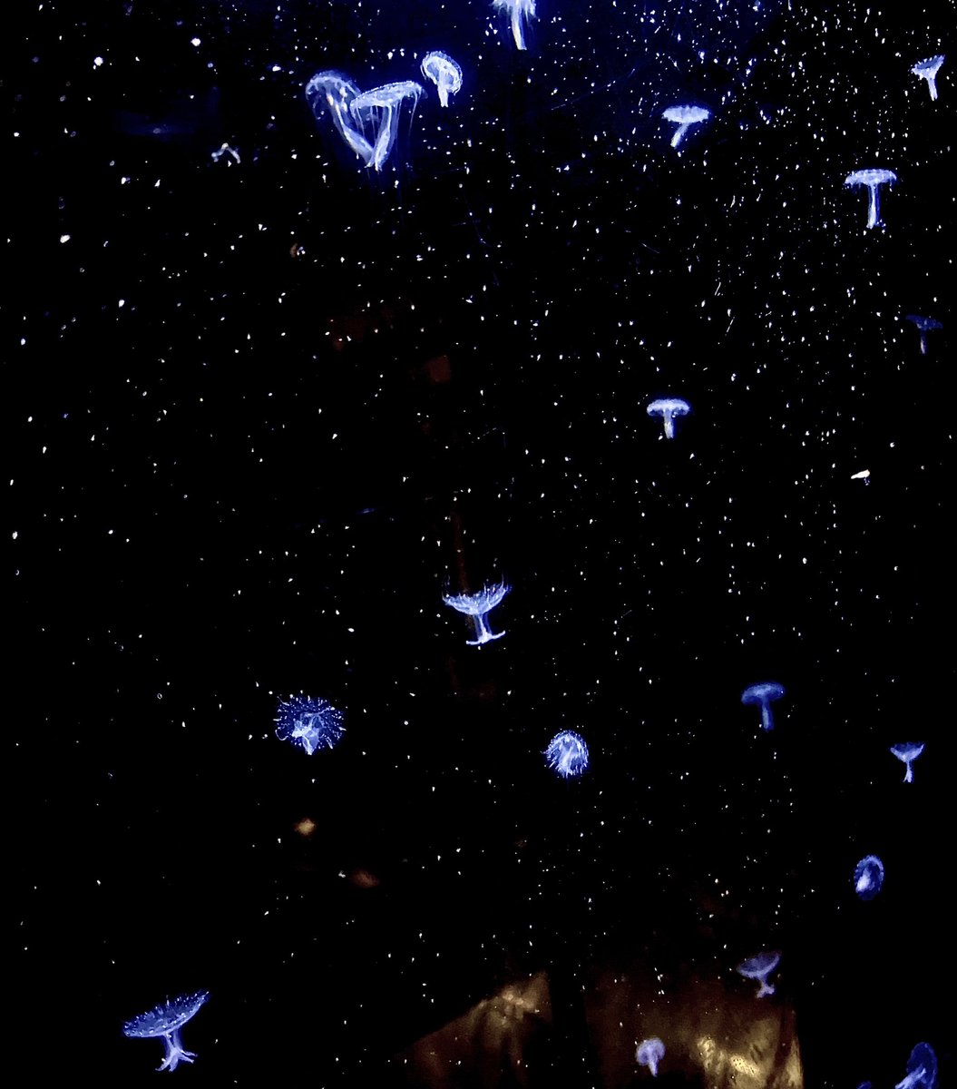 Some juvenile Pacific Sea Nettles.