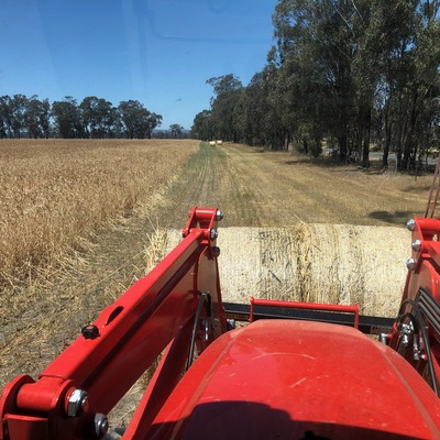 Warwick_Long's tweet photo. Country Hour listeners Angus, Bob, Peter and Rod all hard at it before forecast rain hits this week. 

The rain will threaten to put the breaks on a large harvest in Victoria. https://t.co/aW66BpU7QY