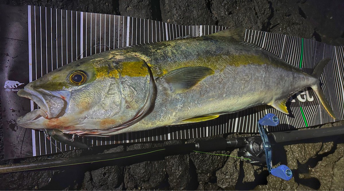 ikebo08's tweet photo. 磯マル中にヒラマサ笑
クラッチ切りながら対応して
109cm /10kgとなんとか良型キャッチ😅
磯でベイトのメリットは大きいです♪

Reel：TATURA TW 300XG
spool：下町スプール　ヒラスズキspecial
Handle：VARIARL117 × KNOB FLAT 
Hook：VIPER41
Shop：@seacret20170423

#ロックショア #ヒラマサ https://t.co/FGCXBH2vkh
