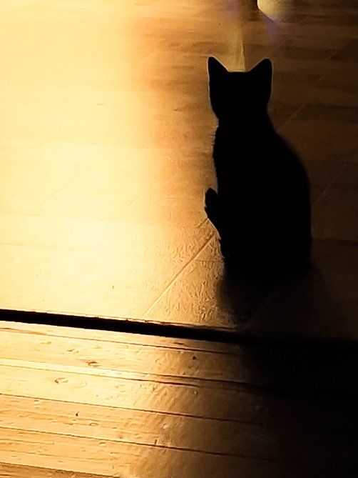 Trish_vision's tweet photo. I'm having a lot of fun learning how to take pictures of this cat ♡ https://t.co/CBjXAgOtto
