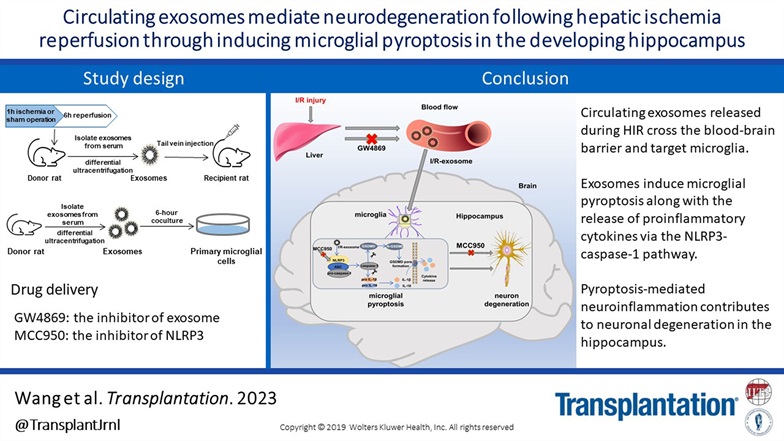TransplantJrnl's tweet image. Neurological complications are common and associated with lower health-related quality of life. This study investigates if circulating exosomes target microglia and mediate neuroinflammation.  #TransplantTwitter #VisualAbstract #OpenAccess tinyurl.com/yrc9b3p2