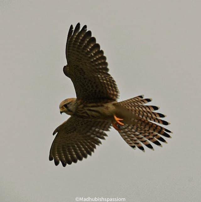 madhub's tweet photo. Steppe Eagle in flight at Tal Chappar @NikonIndia @IndiAves @natgeowild @Britnatureguide #BirdsSeenIn2023 #BBCWildlifePOTD #wildlife #nature #SteppeEagle @my_rajasthan #TalChappar https://t.co/0UvkDmBS9x