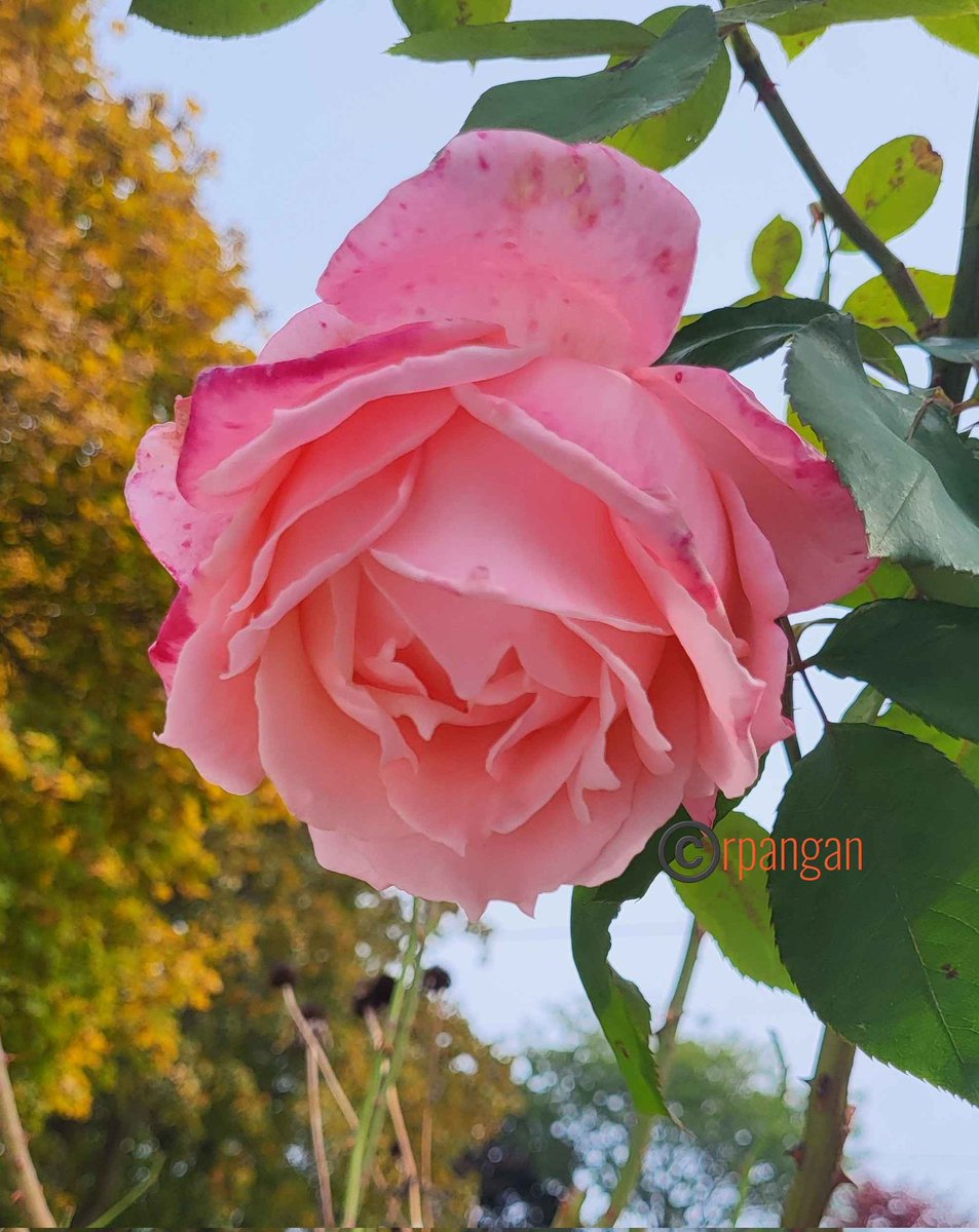 Late October #rose in my garden beaming under the yellow fall foliage.
#RoseWednesday #autumnrose
#roses #Wednesdayvibe #gardening #gardens #mygarden #Flowers #FlowersOfTwitter #gardenersworld #gardener #GardensHour #autumnflowers