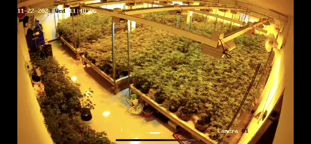 Others have tried ❌

Others have promised ❌

Others have rugged ❌

Others have lied ❌

All whilst we deliver ✅🙏✅

<a href="/Green_Lung_Gens/">Green Lung Genetics</a>