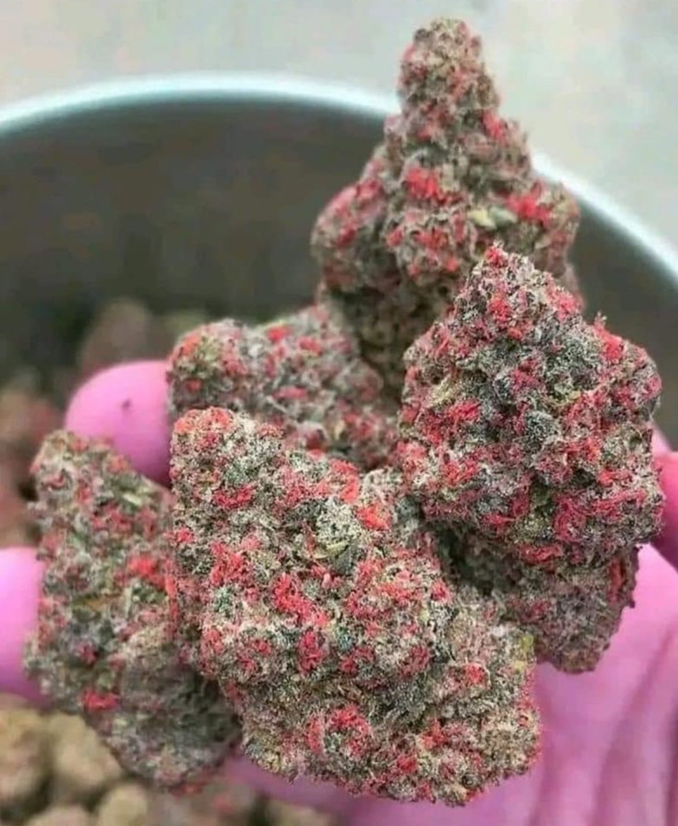 Nugs: 🍁 WHAT strain is it.?
📸: we love the herb