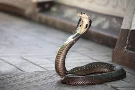 random_snakes's tweet photo. #DumbDMs
Some Person: The only people who like Ahsoka are braindead.
Me: The only people who send me messages like this are people who want to be snaked TF out and taught science facts. Fact: Cobras are highly intelligent, unlike your message.
Some Person: -BLOCKED-
Me: ๐ https://t.co/0durHIj8E4