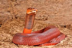 random_snakes's tweet photo. #DumbDMs
Some Person: The only people who like Ahsoka are braindead.
Me: The only people who send me messages like this are people who want to be snaked TF out and taught science facts. Fact: Cobras are highly intelligent, unlike your message.
Some Person: -BLOCKED-
Me: ๐ https://t.co/0durHIj8E4