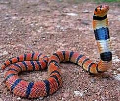random_snakes's tweet photo. #DumbDMs
Some Person: The only people who like Ahsoka are braindead.
Me: The only people who send me messages like this are people who want to be snaked TF out and taught science facts. Fact: Cobras are highly intelligent, unlike your message.
Some Person: -BLOCKED-
Me: ๐ https://t.co/0durHIj8E4