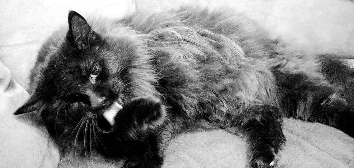kaktusflower's tweet photo. I just love this guy.
#constantcompanion #babycat #BlackCat https://t.co/DPO9j25ehU