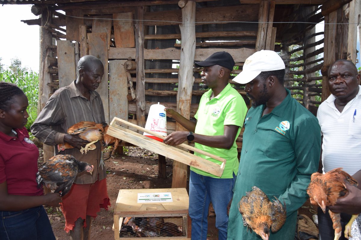 BulindiZ's tweet photo. Yesterday, ⁦@BulindiZ⁩ animal research team distributed NARO elite chickens, feeds, drinkers &amp; drugs to selected farmers in Kiryandongo district. The ⁦@KopiaUganda⁩ funded project is intended to improve farm household nutrition &amp; incomes. 
⁦Photo: @bob_abor⁩ https://t.co/WmiyuiWVCV