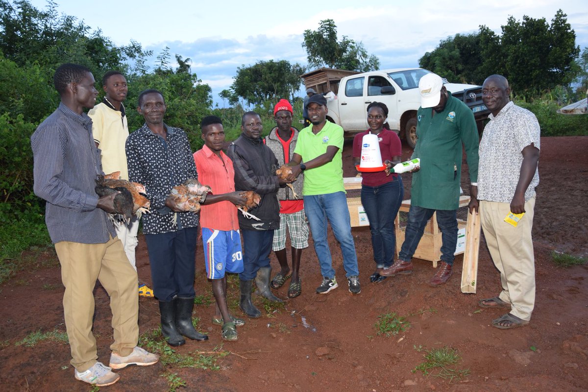 BulindiZ's tweet photo. Yesterday, ⁦@BulindiZ⁩ animal research team distributed NARO elite chickens, feeds, drinkers &amp; drugs to selected farmers in Kiryandongo district. The ⁦@KopiaUganda⁩ funded project is intended to improve farm household nutrition &amp; incomes. 
⁦Photo: @bob_abor⁩ https://t.co/WmiyuiWVCV