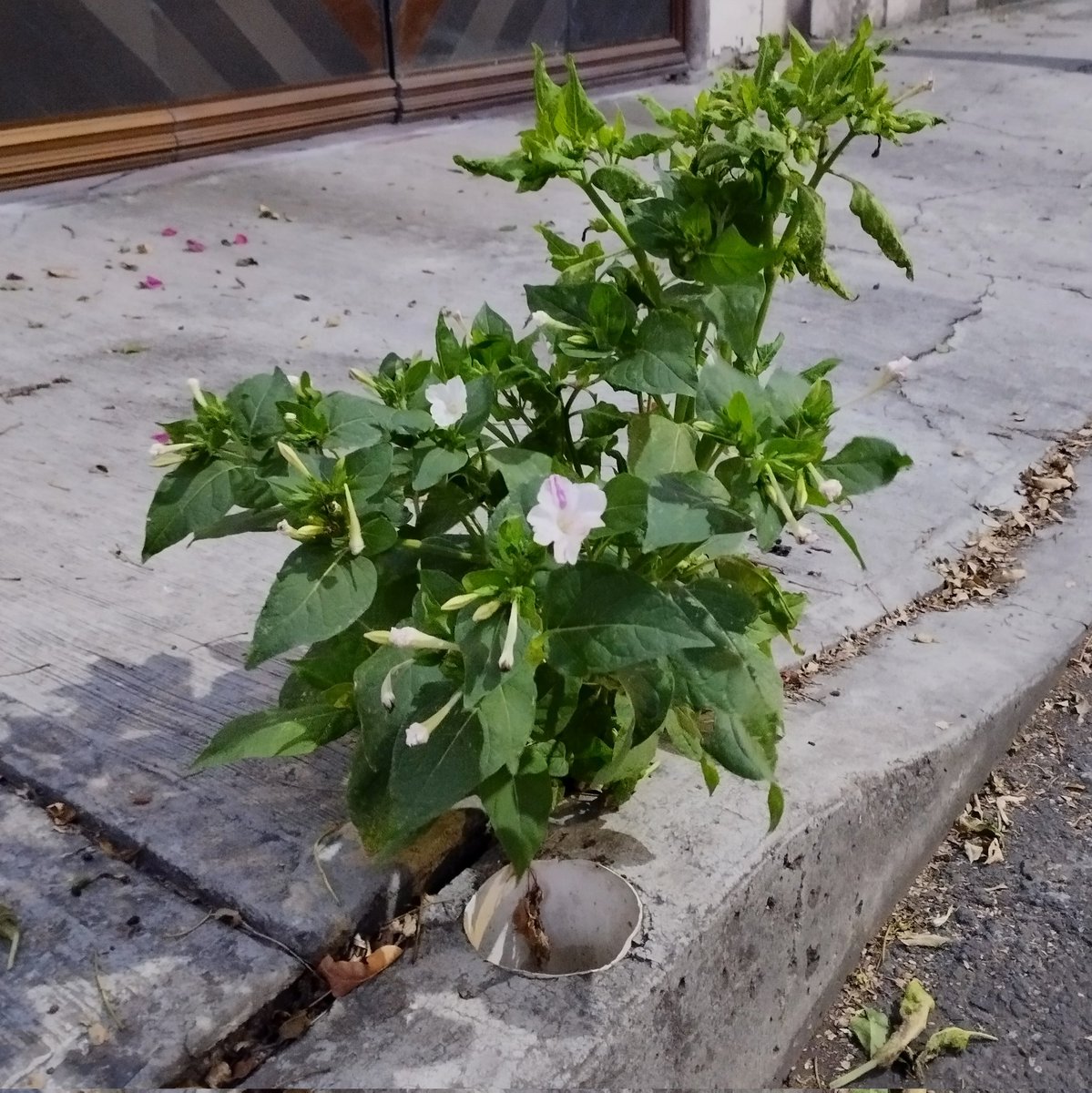 Resistente al frío, a la sequía, crece dónde se le da la gana, en las grietas de banquetas, en jardineras vacías, en baldios y es nativa de México. 

¿Quién es? 👀🌿