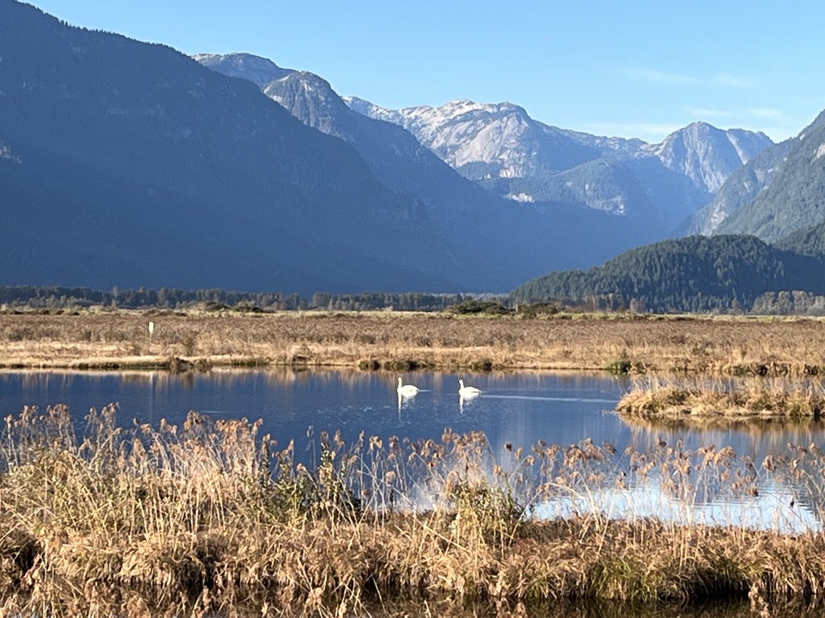 See ⁦<a href="/JillianMichaels/">Jillian Michaels</a>⁩!
Swans…in a pond. As I said in latest Back in the Saddle with Jillian and Janice: “There’s one thing I know about, and that’s swans.” 🤪😄