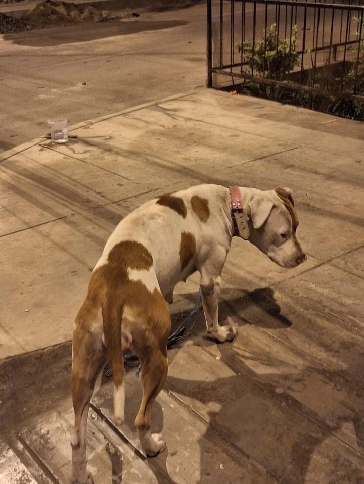 ticnt_'s tweet photo. Abandonaron a esta perrita apenas terminó de dar a luz, la dejaron en medio de SMP buscando a sus cachorros y dueños. SEs una pitbull, recién cumplirá 2 años, es tranquila y cariñosa. 
Ya no puede estar en la vet, ni hay temporal, mna la devuelven a la calle

Ayuda 976278777 https://t.co/uvlNd8vMA8
