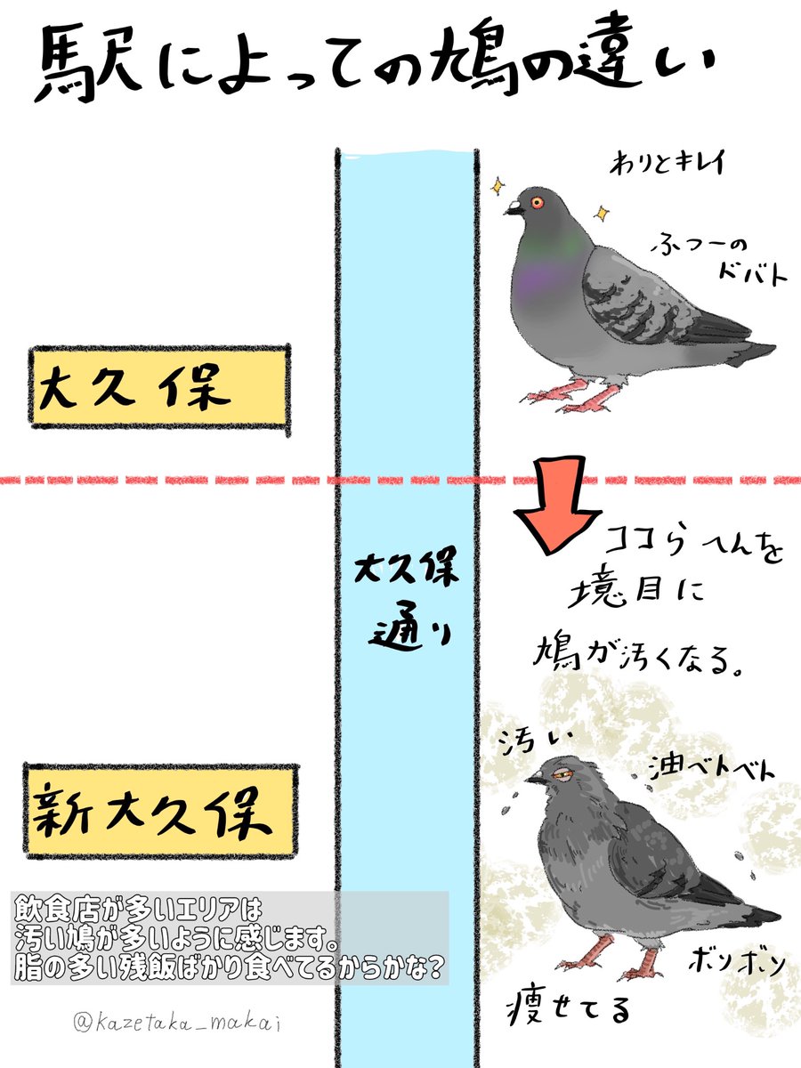 鳩の健康状態は地域的に違う？？ ❁ドバト❁カワラバト❁ ❁Pigeon❁Dove❁