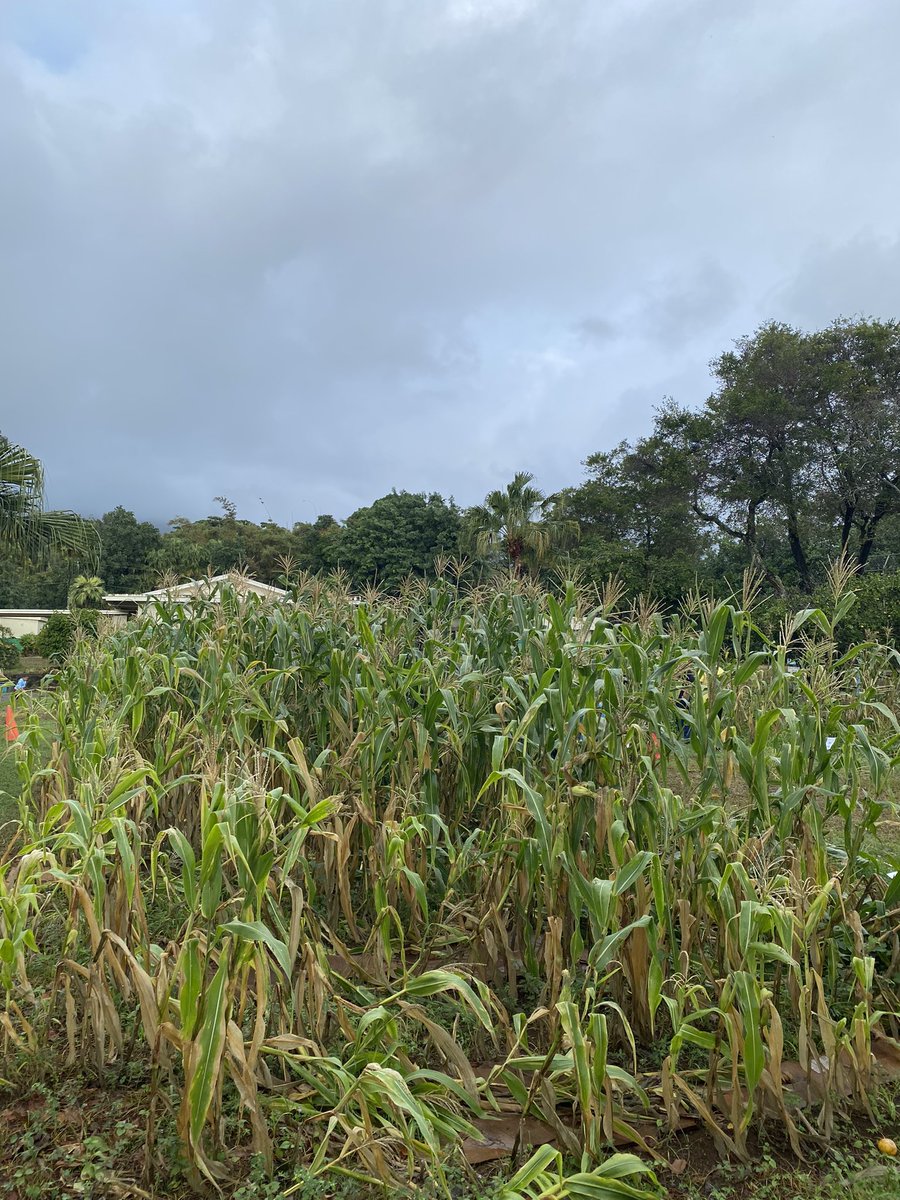 Time for our annual corn harvest! We harvested 166 pounds of corn today! Mahalo to Uncle Charlie and Uncle Paul for helping us with this tradition. It is one of our favorite times of the year. #waiaholees #smallschoolbigheart #smallschoolsmatter #cornharvest #Mauka2Makai